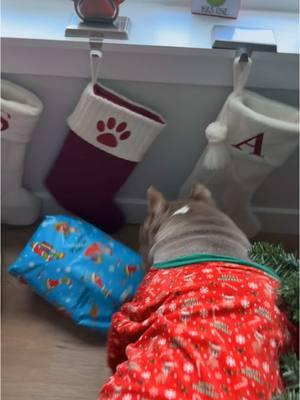 Christmas w/ a Bully #dogsoftiktok #xlamericanbully #bulliesoftikitok #frenchfry #americanbullyofficial #newengland #merrychristmas #merrywoofmas #doesyourdogdothis #gotcaught #underthechristmastree #human #presents #christmas #thegrinch #openingpresents #dogsopeningpresents #dogtoys #christmaspresents 