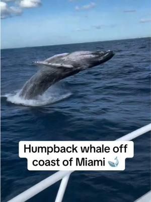 Humpback whale spotted off the coast of Miami 🐋 12/23/24 This was near Fowey Rocks Lighthouse (you can see the Miami skyline in the background). Humpback whales are more likely to be seen off the coast of Florida during winter when they migrate to warmer waters to breed and give birth. So cool to see 🔥 More on IG - livinmiami305 📸: @capt.ryan.preston and @gwade0923 on IG  #miami #miamiflorida #miamilife #miamivibes #miamiliving #humpbackwhale 