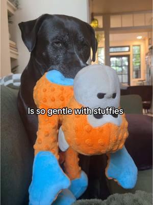 Breed restrictions suck (60% pitbull, 30% lab, 10% staff) #dog #dogs #dogsoftiktok #doglover #pittiemix #pitbull 