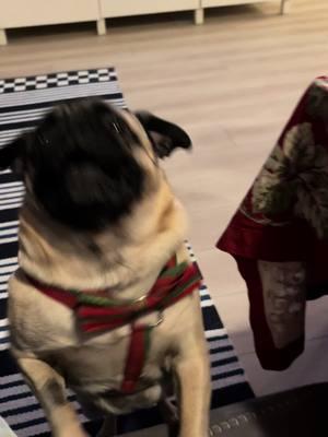 Obi’s Christmas. We hope you all had a wonderful Christmas. 🎄 #pugsoftiktok #pugs #dogsoftiktok #fawnpug #pug #weeklyfluff #typ #foryou #xyzbca #fyp #dogmom #christmas