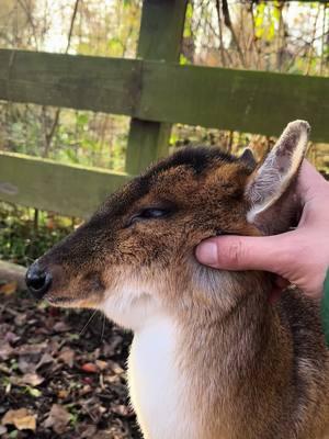 MJ the Reeve’s muntjac #muntjac #deer #zoo #fyp #animals #animallover 