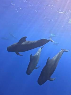 “The poormans orca” JK we love our pilot whales and they always leave the guests in awe🤩 #whales #konahawaii #hawaii #snorklekona #fyp #EcoTourism #whalewatching #oceanecotours #Hawaii #dolphin 