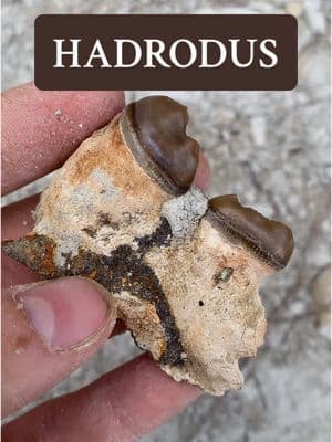 If you’ve ever wondered what discovering an extraordinarily rare species looks like, here it is. Hadrodus was first discovered by just a single pre-maxilla in 1857. The next Hadrodus specimen we know of was found in Kansas, by Othniel Charles Marsh himself, in 1872. That specimen is just a pre-maxilla, splenials, and a few broken skull bits. It was then a WHOLE CENTURY later when the third Hadrodus was discovered, this time a partial skeleton in Alabama, described in 1970. In 1986, the next (and last) Hadrodus skeleton that we know of was discovered and described, again in Alabama. That’s it.  The pre-maxilla I discovered in 2021 was already enough to warrant a paper, but now we might have more on our hands. Stay tuned for updates (if there is more in the ground 🤞🤞) and the associated research exploring Hadrodus to come in the future! . . . #paleontology #fossilhunting #fossils #fossil #hadrodus #palaeontology #geology 