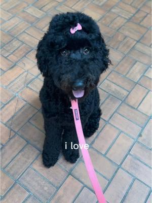 My babyyyy💗💗💗💗💗💗 #blackgoldendoodle #goldendoodle #goldendoodlesoftiktok #doodlesoftiktok 