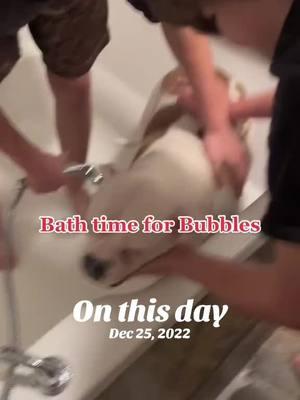 #onthisday #bubblesthebulldog #americanbulldog #bubblyboo #positivevibesonly💙 #lifeaccordingtobubbles #bulldogsoftiktok #fyp #viralvideo #trending 