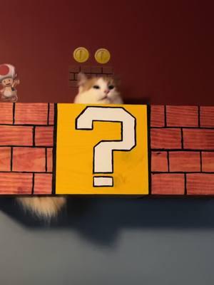 My son LOVES his cats! He’s obsessed with them. We are very much a dog run household and Thomas works very hard to make his cats feel so loved. He asked for an obstacle course so his and I made him one that was beyond what he could dream of! Over time we will add on but here’s the start!! (Hes also obsessed with Mario)  #mario #supermario #cat #catmario #catobsessed #catshelves #christmasgift #catsoftiktok #catlover #autism #autistic #hyperfixated #santa #DIY 