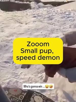 Zoooommm Small pup, speed demon! #zoomies #puppers #fastdogs #dogs #fyp #foryoupage