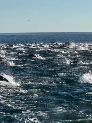 STAMPEDE! 🐬💨🐬💨🐬💨 There’s nothing quite like watching a dolphin stampede in person. Truly breathtaking! #dolphinstampede #stampede #dolphinlovers #danapoint #whalewatching #phenomenon #ecotourism Video by @oceanluvr4ever 