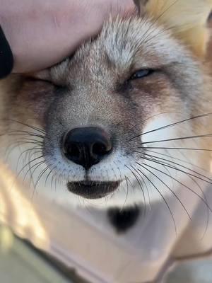 Thystle Thursday came with a rare surprise this week! Rowyn let me get in some quick lovins! Rowyn is typically a very hands off fox and usually doesn’t allow more than a nose boop. A few times a year, usually in winter, he will be in the mood to let me give him some scratches from time to time.  #clevyrThystle is sponsored by Nicole N.  #clevyrRowyn is sponsored by Jeff P.  #champagnefox  🔆 Clevyr Creatures is a 501(c)(3) non-profit domestic fox sanctuary. All donations are tax deductible. EIN 99-0469439 🔅Ways to donate:  https://clevyrcreatures.com/pages/how-can-you-help 🔅 Sponsor a Fox: https://clevyrcreatures.com/pages/sponsor GiveButter:  https://givebutter.com/j6ki7X 🔅Venmo: @ClevyrCreaturesFoxSanctuary 🔅PayPal: @Clevyr 🔅Cashapp: $ClevyrCreatures 🔅Mailed donations:  Clevyr Creatures Fox Sanctuary 429318 state highway 3 Unit 97 Rattan Oklahoma 74562  🔆 We are completely dependent on the public for donations to do what we do here! If you cannot donate, please interact! Leave comments, like, and share our posts!  #clevyrfoxes #fox #foxes #petfox #redfox #foxrescue #foxsounds 