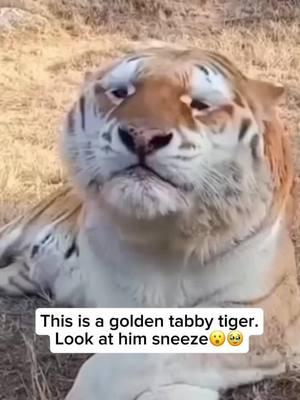 The golden tabby tiger, also known as the strawberry tiger, is an exceptionally rare color variation of the Bengal tiger. Its coat is pale gold with reddish stripes and a softer, plush texture compared to typical tigers. This unique coloration results from a recessive genetic trait and is not found in the wild, occurring only in captivity due to selective breeding. With fewer than 30 golden tabby tigers believed to exist worldwide, they are considered one of the rarest tiger variations. #animal #cuteanimals #animallovers #tiger #tigerlover #cutetiger #goldentiger #goldentigerlove #goldentabbytiger 