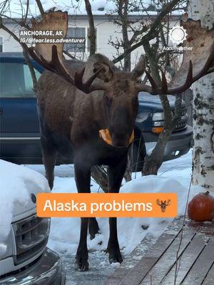 “Sorry I’m late, there was a moose in the driveway” is a valid excuse in Alaska. 🫎 #mosoe #alaska #anchorage #animals #wildlife #accuweather 