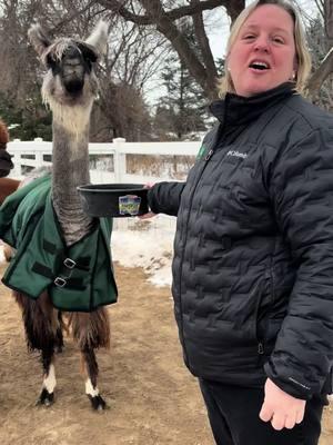 The Camelid Family. 🦙 #eagleeyefarm #farmgirlfab #eagleeyefarmwi #riverfallswi #alpacas #alpacas #alpaca #alpacafarm #camelid 