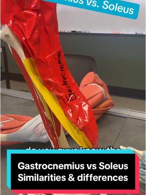 Do you know the Gastrocnemius vs. Soleus Similarities & Differences? #anatomy #muscles #calf #calfmuscles #soleus #physicaltherapy #physicaltherapist #PT #anatomyclass #STEM #LearnOnTikTok #professorkleinanatomy 