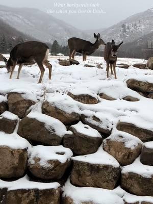 Pinch me, I’m dreaming✨ #fyp #trending #viral #utah #utahliving #utahlife #winter #snow #deer #wildlife #deerseason #deertiktok #deertok #midway #midwayutah 