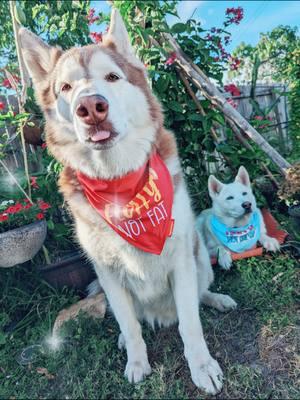 Fluffy huskies 🍕🧀 #fluffy #notfatjustfluffy #husky #huskies #fluffynotfat  @TagsforHope #dogbandanas 