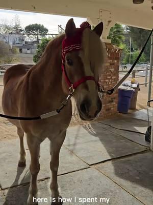 June had a good Christmas, despite her opinions.  #haflinger #junehaffy #haflingersoftiktok #haffylove #haflingerhorse #haffypower #holidayhorse #christmaspony 