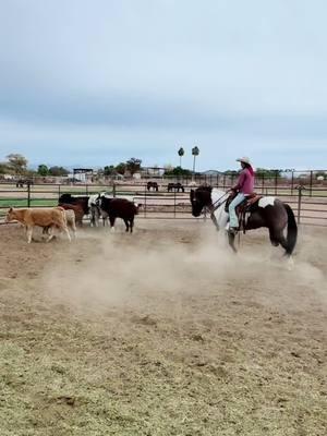 #fyp #foryou #foryoupage #aphastallion #apha #horse #horses #horsesoftiktok #horsetraining #horsetrainer #smartlittlelena #harlan #docbar #twoeyedjack #muleskinner #camelscreamer 