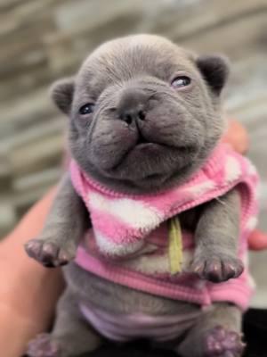 Sweet lilac girl  #lilacfrenchie #lilacprincess #lilacpuppy  #chubby #sochubby #how#goshhescute #fypシ #foryoupage #bearcub #blackbeauty #buddy #bestbuds #frenchieshow #l #813frenchiesline #813frenchies #fortheloveofpuppies #puppiesgoviral #viralpuppy #chunky #squishyfacecrew #teddybearface #outstanding #bestofthebest #sweetlittleangel #sweetlittlepuppy #pibble 