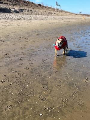 Last days of 2024 #toocutefortiktok #mykidshavepaws #childlessdoglady #bulldoglife #izzytheswimmingbulldog #thatunderbitetho #swimmingbulldog 