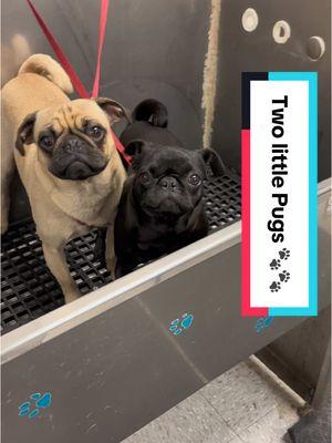 Mauricio and Wednesday the Pugs 🐾🐾 #pug #pugsoftiktok #pugs #pugslife #doggrooming #dogbath #tutorial 