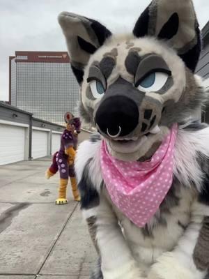 Yotes… #furryfandom #furrytiktok #furry #furrycommunity