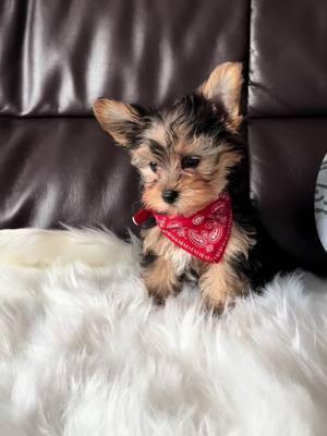 Gorgeous male Yorkie. 🐶💗 #fyp #fypシ゚ #fypage #fypシ゚viral #viral #viralvideo #viraltiktok #yorkiesoftiktok #yorkiemom #yorkie #yorkielover #puppiesoftiktok #ilovedogssomuch #dog #dogvideos #foryoupage #puppylove #pets #doglovers #dogsoftiktok #viraldogs #viraldogoftiktok #yorkie #yorkies #yorkieter #cutedog #newyears 