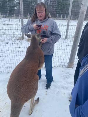 part of our Christmas gift this year was a family trip to interact with some of the animals at the local zoo. 10/10 recommend booking a critter connection with the DeYoung Zoo @DeYoung Family Zoo #goodtimes #capybara #zooanimals #deyoungzoo #upperpeninsulamichigan #critterconnection #wallacemi #kangaroo 