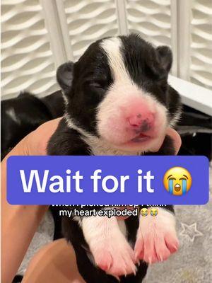 Wait for it 😭  This is Beau. I am fostering his mom through the local shelter (who was dumped few days before giving birth)! 😭  Her 9 pups were born in my home & I’ve put my entire life on hold to raise them to the best of my ability Follow along to see them grow up & find forever homes  💜 #fosterdog #puppy #rescuedog #puppymom 