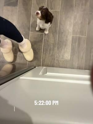 Dinner with our 7 week year old puppy 💀🤣 #puppytiktok #puppy #pup #puppydog #puppies #pupperonishuffle #puppylife #englishspringerspaniel #spanielsoftiktok #spaniel 