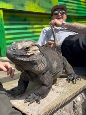 Meet DonkeyKong! The massive Rhino Iguana over at @iguanalandzoo  My absolute favorite species of iguana just like Peanut & Butter that I have at home!  . . . #pets #rhino #iguana #cyclura #dinosaur #reptiles #zoo #park #wildanimals #caribbean #islands #animals #petlovers #reptilelover #scales #snakes #cobra 