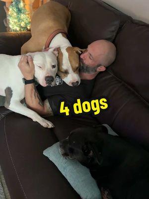 We are now a 4 dog household! Don’t get me wrong… this is a LOT of work, but we are all in love with Buddy 🥹🤍 Please follow us on IG (same name) for daily updates! #DogsOfTikTok #cutedogs #funnydogs #staffy #pitbulllove #pitmix #adoptashelterpet #whywerescue #dogmomsoftiktok #dogdadsoftiktok #adoptdontshop #dogpeople 