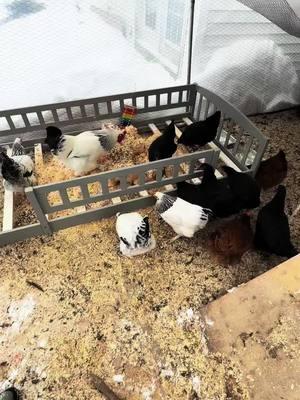 I don’t know why chickens are so great for my mental health but I’ve never loved chores except my chicken chores. Taking care of my girls and my Roos just helps heal something and I love them so much. #chickens #chickensoftiktok #chickentok #deeplittermethod #winterchickens 🥰