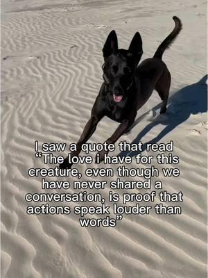 💛  I will cherish you for always, baby dog.  #bestfriend #justepicthings #adventuredog #offleashtraining #offleashlife #houstondogtrainer #belgianmalinois #iloveyou #beachvibes 