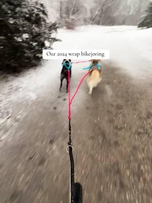 We have fun in this house🤣 #fyp #siberainhusky #huskysoftiktok #snowdogs #bikejoring #nonstopdogwear #bikejoring @Non-stop dogwear 