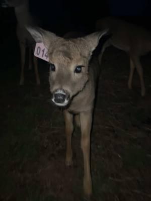 Betsy misses everyone❤️#deer #fyp #foryou #fyppppppppppppppppppppppp #whitetail #foryoupage #michigandeerfarmer #fawn #deerfarm #deeroftiktok #michigan 