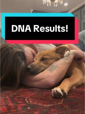 We wanted to see what we were dealing with size and personality wise, so I ordered two @Embark Dog DNA Test (even though they’re sisters) — and it was so cool to see the results! We knew German Shepherd, but the Cane Corso and Jack Russel Terrier were definite surprises! Did anyone guess the four breeds?? #rescuedog #germanshepherd #canecorso #jackrussellterrier #boxer #embarkdna