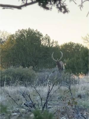 Just a few moments from this past fall …#elk #guidelife 