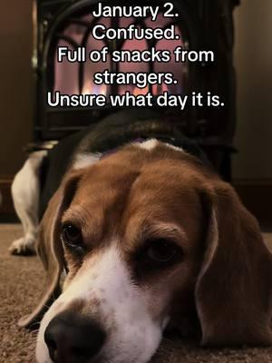 What is going on? #holiday #beagle #beaglesoftiktok #dogslife #beagles 