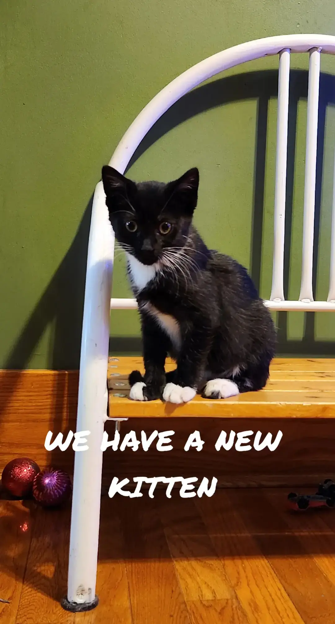 She's 11 weeks old too. We just adopted her today. #cute #newkitten #kitten #tuxedokitten 