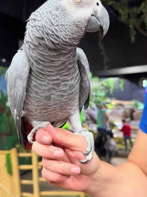 Some African Grey parrots do understand what they are saying. #africangreyparrot #parrot #africangrey #bird #birdsoftiktok #parrotsoftiktok #africa #birdtok 