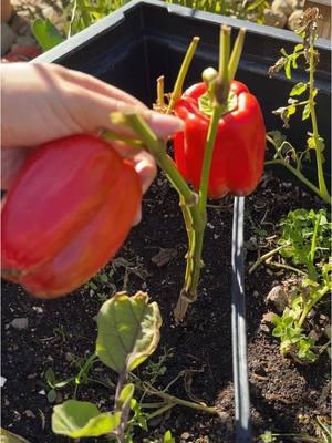 Fresh Food tastes soooo much better 😩  #bellpeppers #growingbellpeppers #chimmichurri 