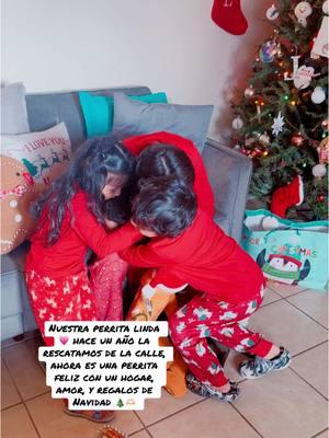 Nuestra Perrita LINDA feliz en Navidad 🎄🎁🎅 #adopta #perritofeliz #mascota #happypet #pet #happy #christmastime #kidsoftiktok #familytime first year with us! #perrito #mascota #mascotafeliz 