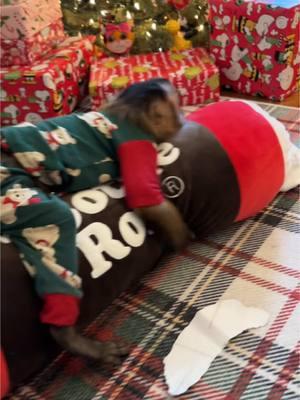 Everett loves his tootsie roll🤎❤️🤍 #everetthenry #tootsieroll #silly #merrychristmas #capuchin #monkey #monkeyoftiktok 