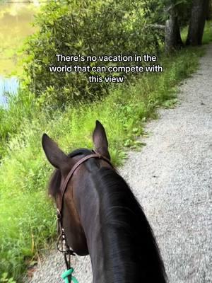 Life between the ears #horse #horses #equestrian #quarterhorse #aqhaproud #aqha 