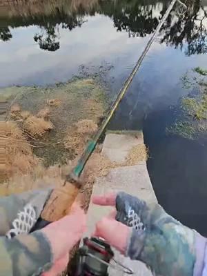 #LIVEhighlights #TikTokLIVE #LIVE Do you enjoy the topwater bite as much as I do? #fishingtrip #adventurefishing #fisherman #fypfishing #bassfishing #pondfishing #pondhopping #topwaterfishing 