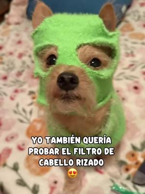 #lachinita haaa haaa sooo cute my boogie 😃#chihuahuastiktok #chihuahua #doglover #animallover #chihuhualove  #miamor #micorazon #thegrinchdog 