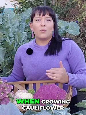 Join me in this gardening tutorial as I explore the benefits of Violetta d'Italia cauliflower. Discover essential tips for seed sowing and transplanting, ensuring a bountiful harvest. Let's cultivate our green thumbs together! Find seeds for Cauliflower on my website. Learn more tips about cultivating your garden on my YouTube channel. #GardeningTips #SeedSowing #Transplanting #GardeningCommunity #GardenAdvice