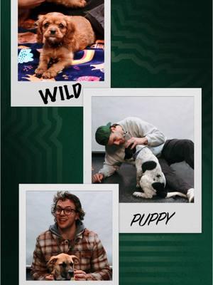 Hockey players and puppies? Can’t get much better than that 🏒 🐾 #TrendingWild #mnwild #puppies