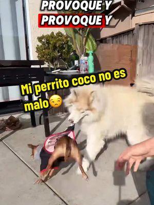 Coco no es un perrito malo como dicen😡 el es un buen perrito el más amoroso y el más guapo🥹 #dogsoftiktok #PetsOfTikTok #huskysoftiktok #PetsOfTikTok #chihuahuas #chihuahuasoftiktok #pets #family #paratiiiiiiiiiiiiiiiiiiiiiiiiiiiiiii #husky #viralvideo #perrihijos #fyp #huskylife @Dulce Lopez @juan9594 