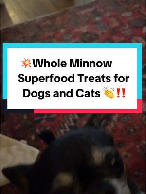 #Inverted  💥These single ingredient superfood treats are freeze-dried raw into a soft chewy snack for dogs and cats‼️ 👉Whole minnows are naturally rich in Omegas to naturally support your pet’s skin & coat, and dental health 👏‼️ . . ##tiktokmademebuylt##tiktokshopholidayhaul##falldealsforyou##minnow##minnows##dogtreats##healthydogtreats##dogdental##dogskincare##dogallergies##freezedried##dogtips##dogsnacks##dogmom##dogdad##dogowner##dogparents @@King Lou